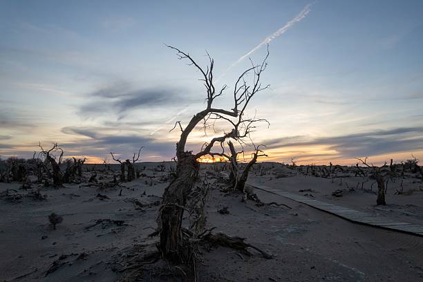 A barren desert landscape with twisted, leafless trees silhouetted against a colorful sunset sky.