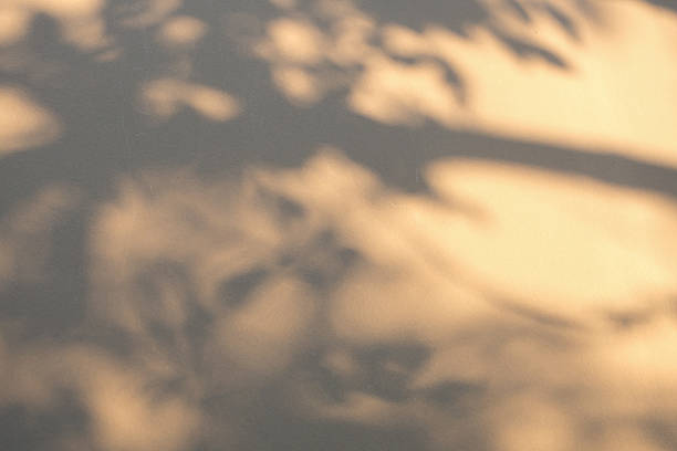 Fir tree shadows on green wall