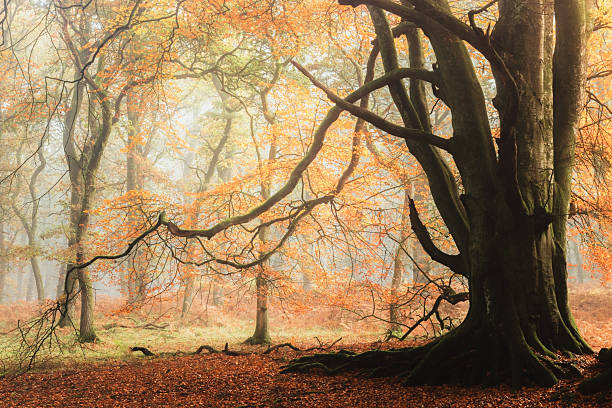 istock Autumn at Perth & Kinross, Scotland 2229458688