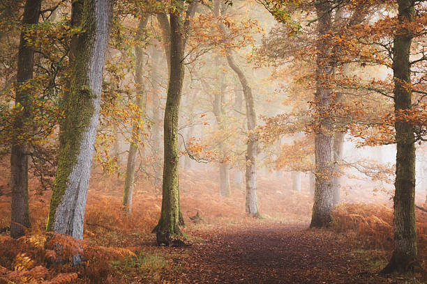 istock Autumn at Perth & Kinross, Scotland 2229458689