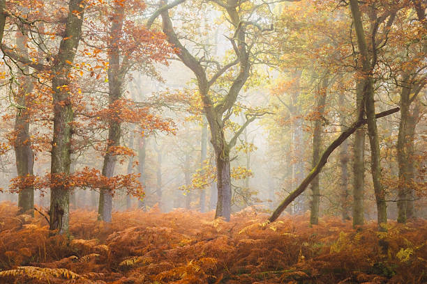 istock Autumn at Perth & Kinross, Scotland 2229458690