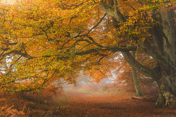 istock Autumn at Perth & Kinross, Scotland 2229458704
