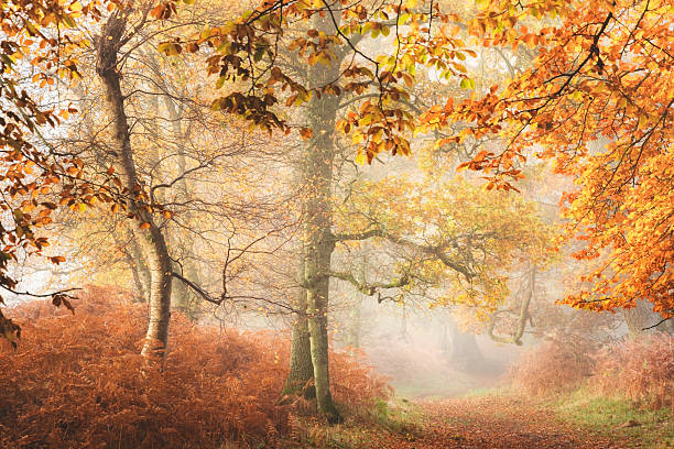 Autumn at Perth & Kinross, Scotland