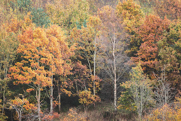 A serene woodland in Fife, Scotland, displays a vibrant tapestry of autumn colors, with rich foliage and tranquil forest scenery.