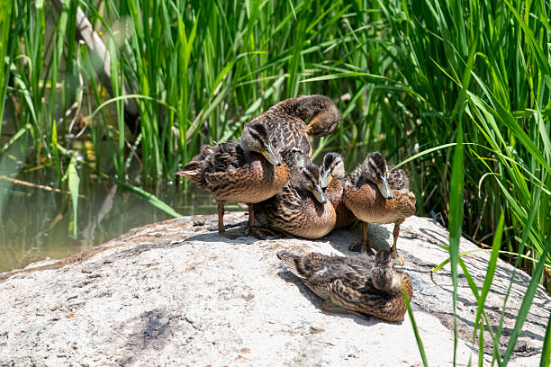 Freshly-adult mallard cubs dry themselves by resting on rocks in the pond on a sunny day.