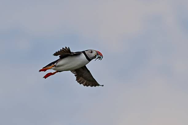 istock Altantic Puffins at Farne Islands 31 2229459466