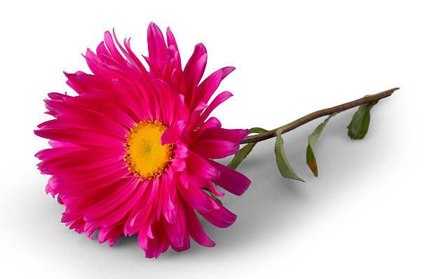 istock pink gerber daisy isolated on white background 2229464261