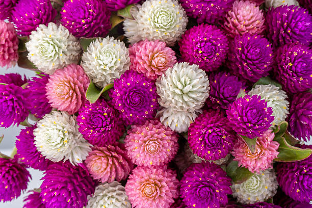 istock pink and white chrysanthemum, floral background 2229464412
