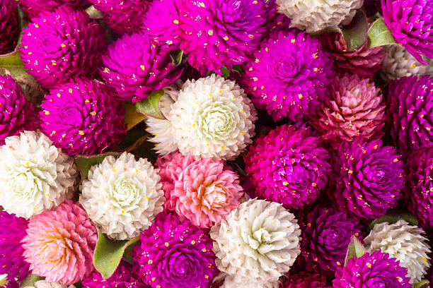 istock pink and white chrysanthemum, floral background 2229464433