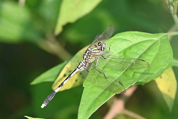 istock Orthetrum sabina dragonfly. 2229465739