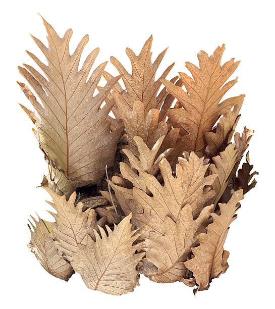 istock dry oak leaf fern isolated 2229465965