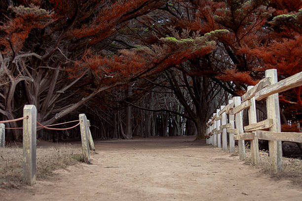 A moody and atmospheric photograph captures a secluded dirt path disappearing into a dense and mysterious forest at Fitzgerald Marine Reserve in Moss Beach, California. On the right, a rustic wooden fence with weathered posts and a rope serves as a leading line, guiding the viewer's eye towards the hidden depths of the woods. The path is enclosed by a low, arching canopy of gnarled and ancient cypress trees, with some of the foliage exhibiting a striking, burnt orange and red color that adds an element of unusual and captivating beauty to the scene. The deep shadows and dim light create a sense of tranquility and seclusion, evoking the feeling of a quiet escape into a beautiful and somewhat foreboding natural world. This image is perfect for themes of mystery, nature's solitude, exploration, and the enchanting landscapes of the Pacific Coast.