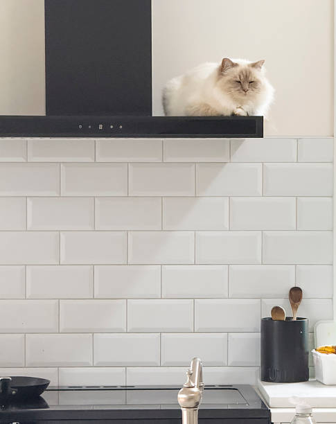 istock Birman cat relaxing on range hood in modern kitchen 2229469587