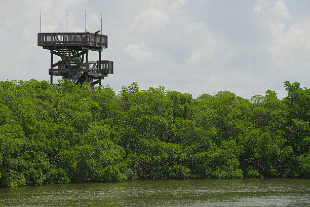 A serene view of a wooden observation tower rising above a lush green mangrove forest, adjacent to a calm lagoon under a bright cloud-dotted blue sky, representing tranquility and nature exploration.
