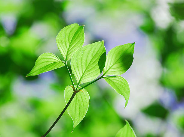 istock fresh green leaves growing in spring under sunlight 2229471333