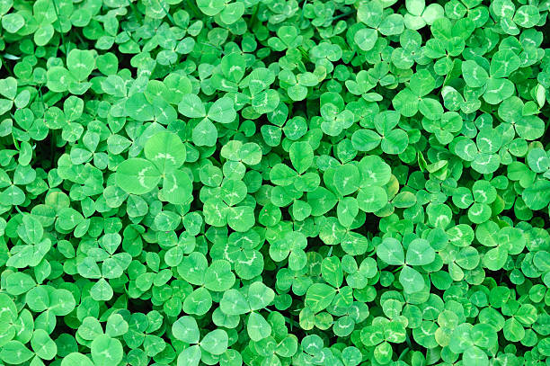 istock Fresh green clover as nature background 2229471443