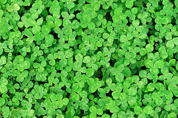 istock Fresh green clover as nature background 2229471445