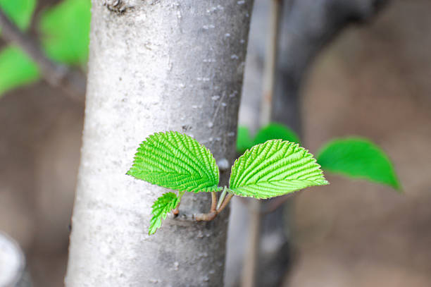 fresh green leaves growing on tree trunk