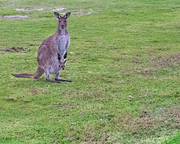 istock Kangaroo with a joey in its pouch 2229471502
