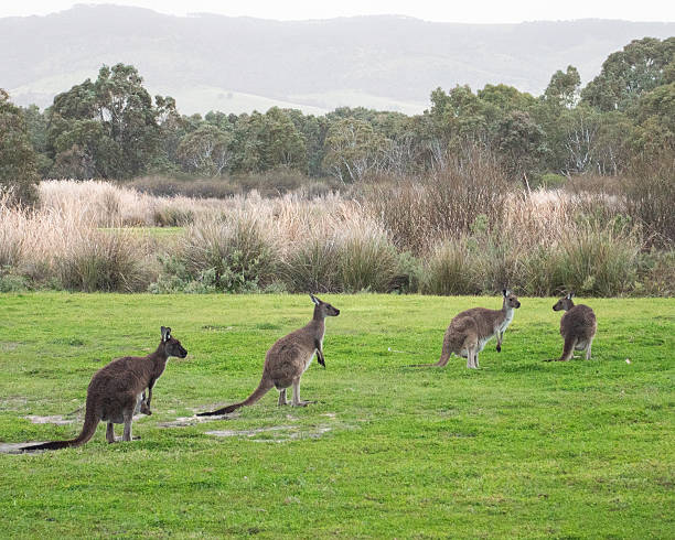 istock group of kangaroos looking around 2229471575