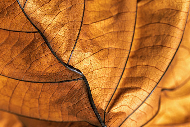 istock Autumn Dried leaf close up with natural veins pattern, brown leaf as nature background. Trend botanical design backdrop, environment pattern, fall seasonal still life macro trend, soft focus 2229472076