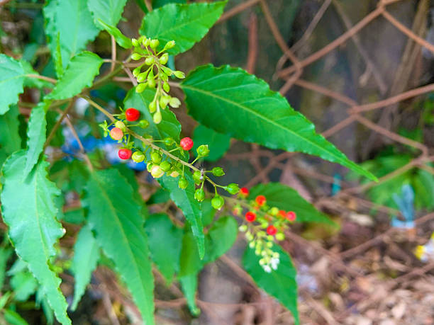 istock red and green berries with green leaves copy space 2229472228