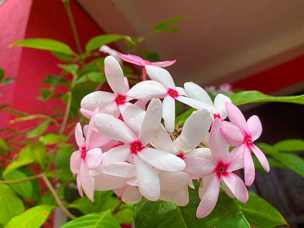 white and pink flowers with leaves nature background.