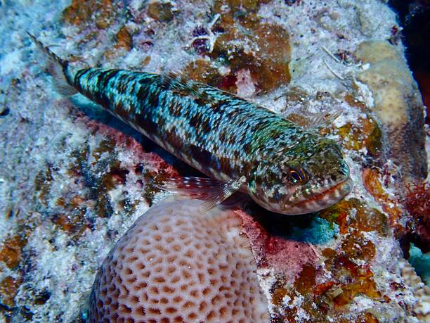 A Variegated lizardfish (Synodus variegatus) rests camouflaged against the reef in the Coral Sea off Queensland, Australia. With its mottled green, brown, and white coloration, this ambush predator blends seamlessly into its surroundings, waiting motionless to dart out and capture unsuspecting prey.