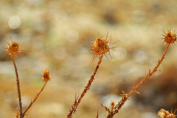 Thorny rose in the Jordanian desert