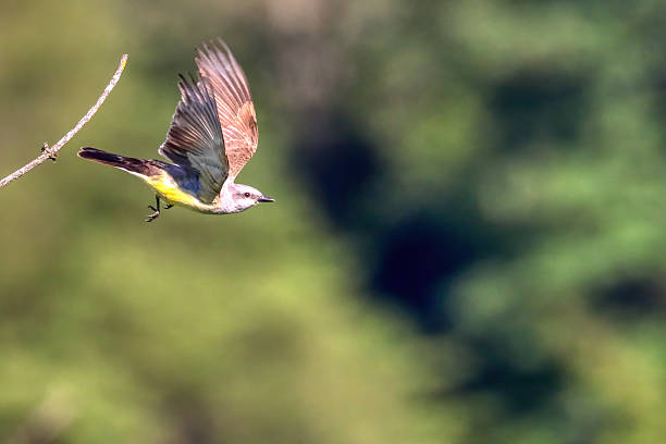 Western Kingbird in flight in a park