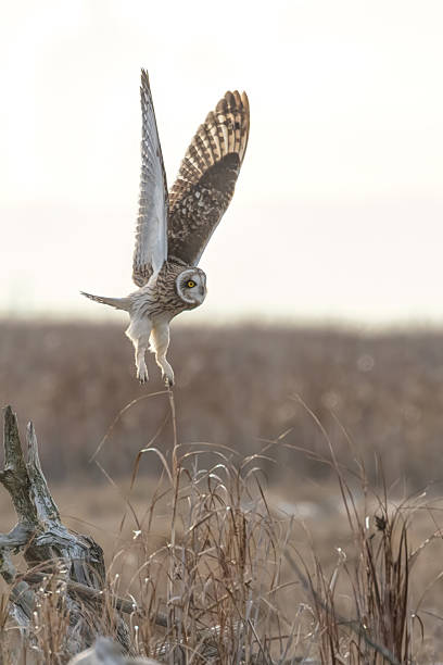 istock short-eared owl flying in winter 2229476774