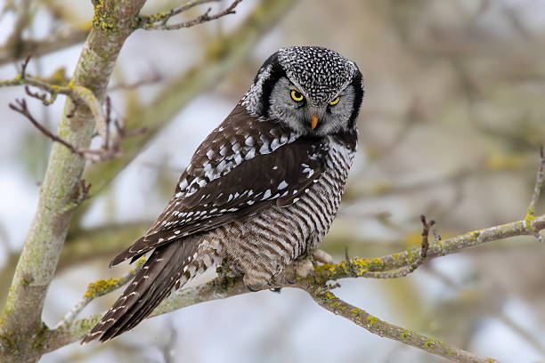istock portrait of Northern Hawk-owl, Delta, BC 2229477030
