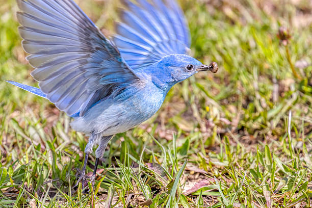 mountain bluebird in flight, Vancouver, BC, Canada