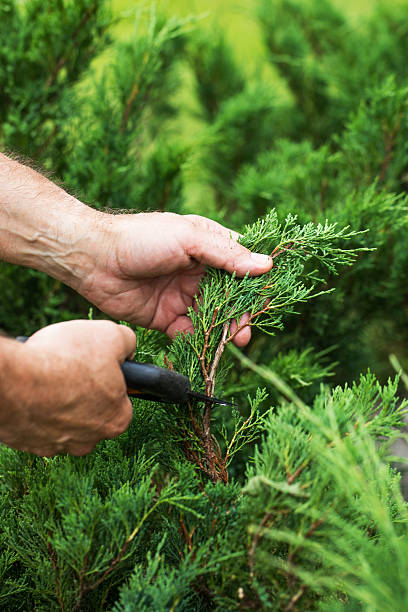 Man hands trim fir branches with pruning shears. Gardening concept