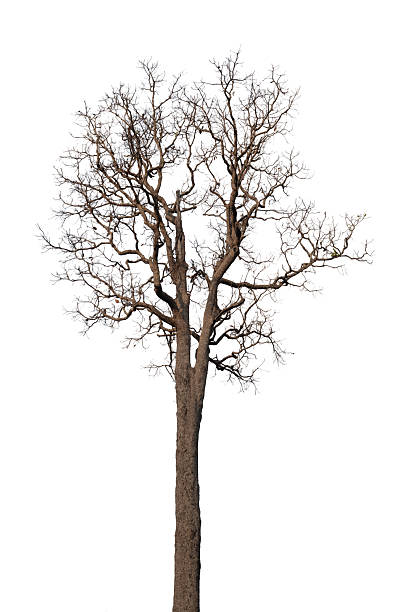 istock tree death or branch die Isolated on white background 2229478654