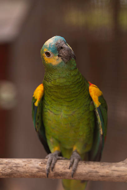 istock Beautiful Amazon parrot resting on a perch, displaying bright green feathers, yellow shoulder patches, and a blue crown, exotic bird species in tropical wildlife concept. 2229479872