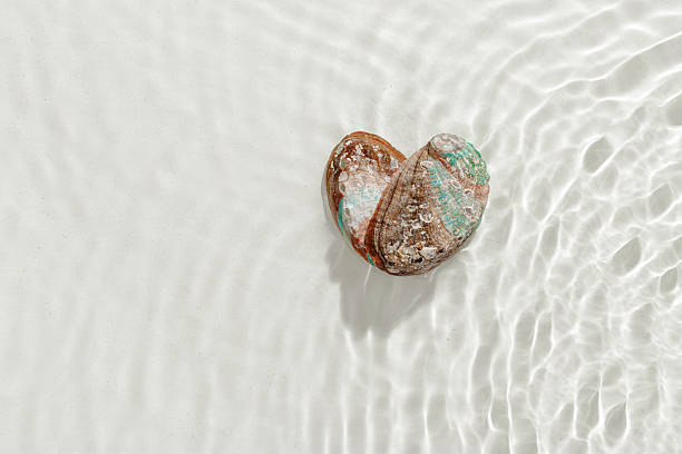istock Vibrant abalone shell with iridescent colors with seawater waves at sunlight, gentle ripples and peaceful, oceanic scene. Shiny seashells heart shaped, concept life, relaxation, natural beauty 2229480532