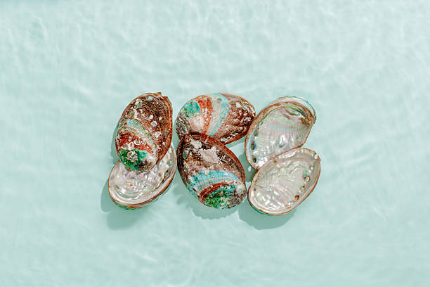 istock Colored shells floating on waves green blue sea water with sun flare. Natural textured Seashells of natural bright and shimmering at sunlight, Minimal aesthetic still life photo, summer vibes 2229480535