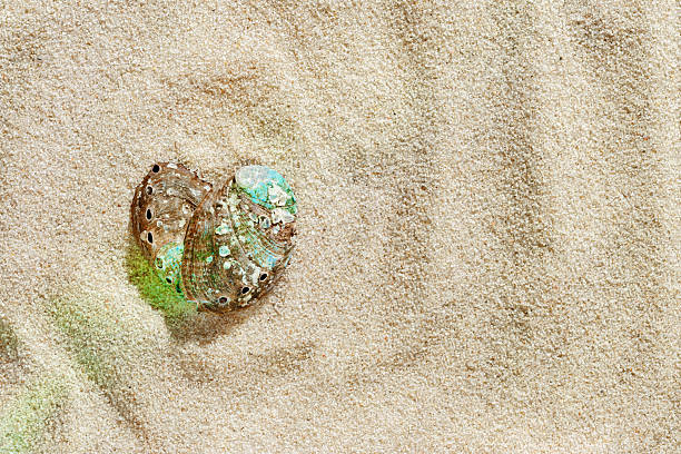 istock Seashells abalone as heart shape on Sandy background with sunlight rainbow glare, shell on fine sand, minimal and peaceful beach-inspired photo under soft light, love nature and sea concept, top view 2229480537