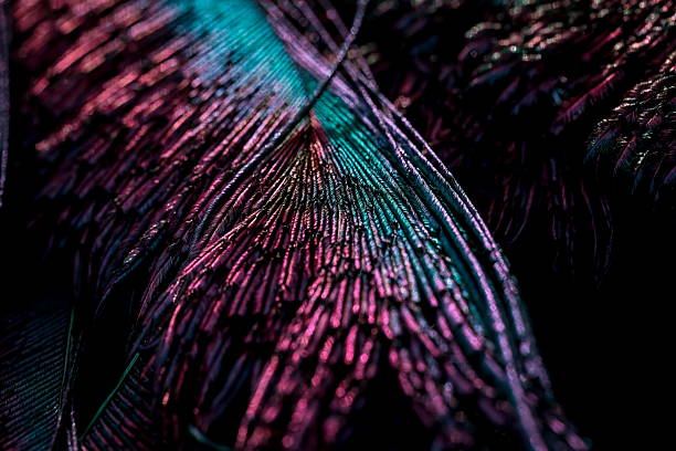 istock Closeup of colourful feather. 2229481116