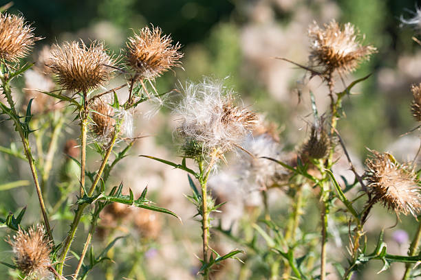 istock Spear thistle fluffy flowers closeup selective focus 2229481540
