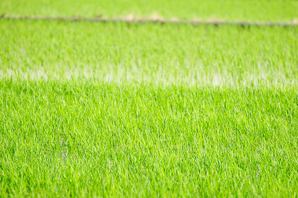 Early summer rice fields, summer agriculture, and social issues related to rice supply