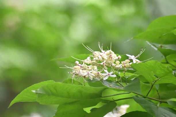 Clerodendrum trichotomum is in bloom.