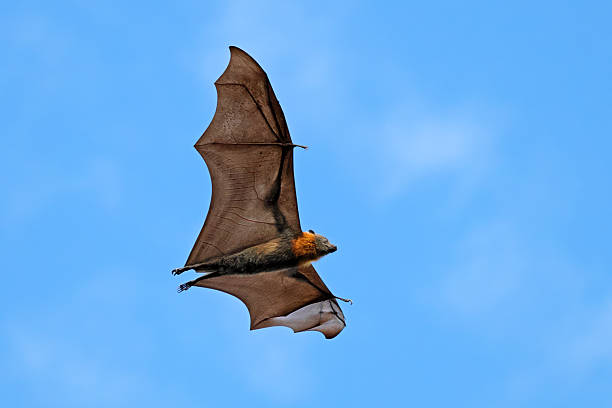 A grey-headed flying fox (Pteropus poliocephalus) in flight with open wings, South Australia