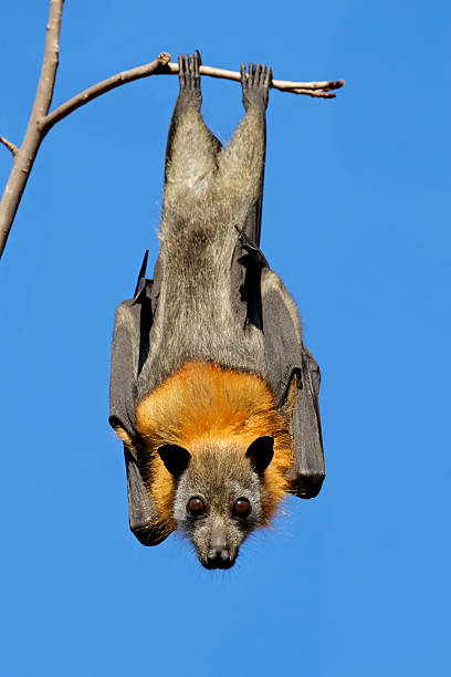 istock A grey-headed flying fox (Pteropus poliocephalus) hanging in a tree during the day, South Australia 2229485236