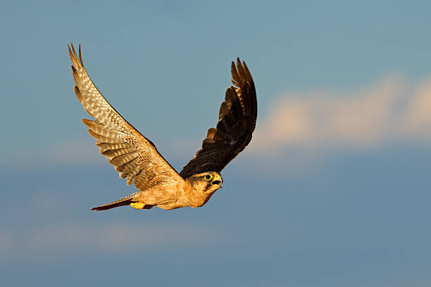 istock A lanner falcon (Falco biarmicus) in flight against a blue sky, South Africa 2229485244