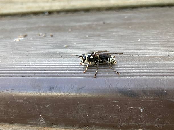 istock Common name: Bald-faced hornet, scientific name: Dolichovespula maculata 2229485613