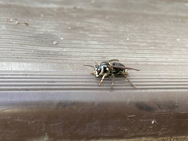 istock Common name: Bald-faced hornet, scientific name: Dolichovespula maculata 2229485615