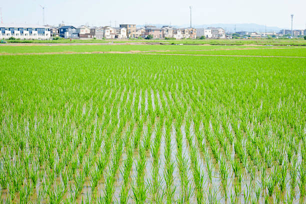 landscape of rice plants growing in summer rice fields