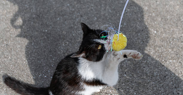 istock Cute cat playing with a toy 2229486415